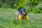 playing German Shepherd Dog