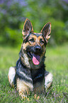 lying German Shepherd Dog