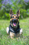 lying German Shepherd Dog