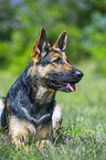 lying German Shepherd Dog