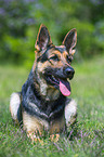 lying German Shepherd Dog