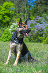 sitting German Shepherd Dog