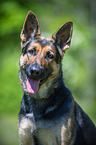 German Shepherd Dog Portrait