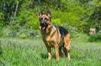 German Shepherd Dog