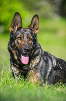 lying German Shepherd Dog