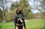 German Shepherd Portrait