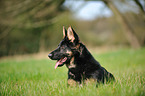 lying German Shepherd