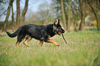 playing German Shepherd