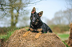 lying German Shepherd