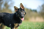 German Shepherd Portrait