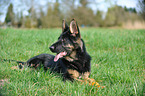 lying German Shepherd