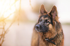 German Shepherd Portrait