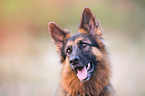 German Shepherd Portrait