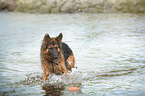 bathing German Shepherd