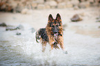running German Shepherd