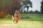 running German Shepherd