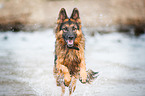 running German Shepherd