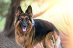 German Shepherd Portrait