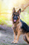 German Shepherd
