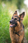 German Shepherd Portrait