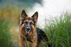 German Shepherd Portrait