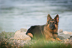 lying German Shepherd