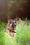 German Shepherd Portrait