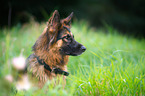 German Shepherd Portrait