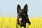 German Shepherd Portrait