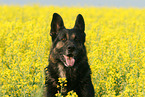 German Shepherd Portrait