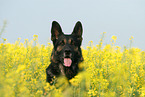 German Shepherd Portrait