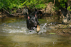 running German Shepherd