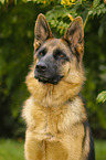 German Shepherd Portrait