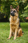 sitting German Shepherd