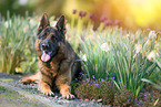 lying German Shepherd