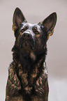 German Shepherd Portrait