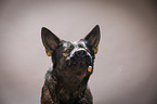 German Shepherd Portrait