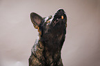 German Shepherd Portrait