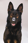 German Shepherd Portrait