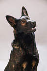German Shepherd Portrait