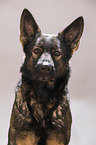 German Shepherd Portrait