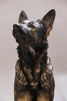 German Shepherd Portrait