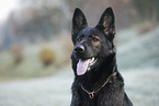 German Shepherd Portrait