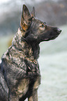 German Shepherd Portrait