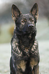 German Shepherd Portrait