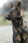 German Shepherd Portrait