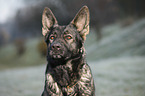 German Shepherd Portrait