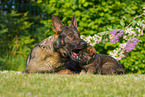 German Shepherds