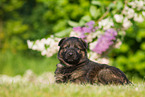 German Shepherd Puppy