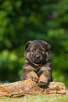 German Shepherd Puppy